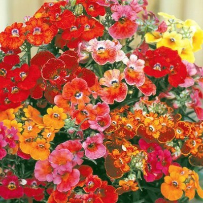 VibeX GBPT-7-Mixed Colour Nemesia Planting Flowers Seed(30 per packet)