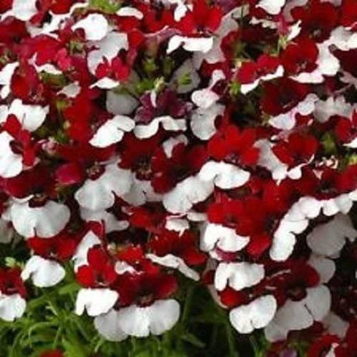 VibeX NEMESIA Seed(100 per packet)
