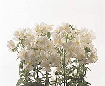 VibeX Nemesia Seed(75 per packet)