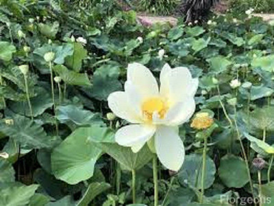 V Seed Lotus Seed(10 per packet)