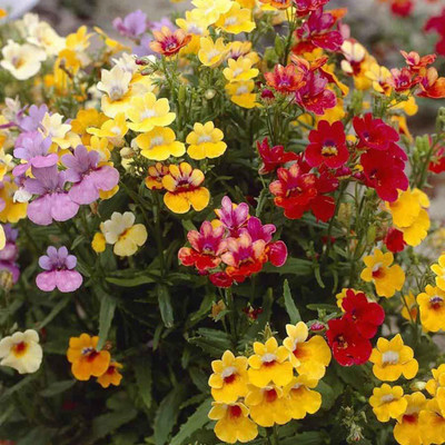 VibeX Nemesia Seed(60 per packet)