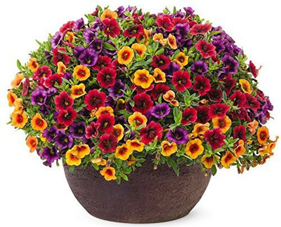 VibeX Nemesia Seed(150 per packet)