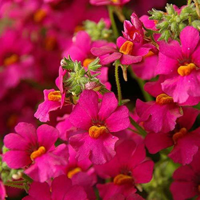 VibeX Nemesia Seed(300 per packet)