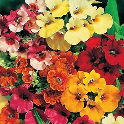 VibeX GBPT-25-Nemesia Mixed Flower Seeds Seed(30 per packet)