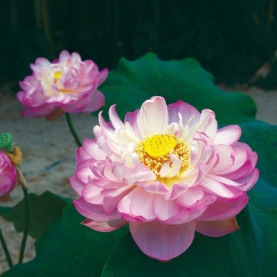 Sjeme Rosea Plena Lotus Flower Seed Seed(18 per packet)