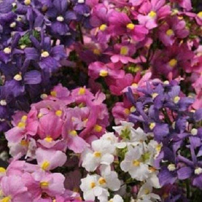 VibeX Nemesia Seed(25 per packet)