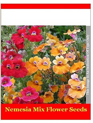 CYBEXIS Nemesia Mix Seed(50 per packet)