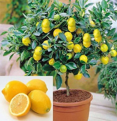 CRGO LEMON , NIMBU Seed(55 per packet)