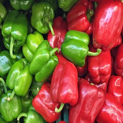 USTAR (IND 29) BEST QUALITY HYBRID HIGH PRODUCTION F1 CAPSICUM MIX SEED OF CAPSICUM HIGH IN TASTE ( SHIMLA MIRCH) SEEDS Seed(200 per packet)