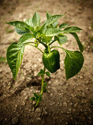 USTAR (IND 62) HYBRID F1 CAPSICUM SEED Seed(200 per packet)