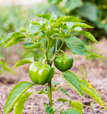 USTAR (IND 76) HYBRID F1 CAPSICUM SEED Seed(200 per packet)