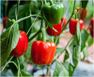 USTAR (IND 73) HYBRID F1 CAPSICUM SEED Seed(200 per packet)