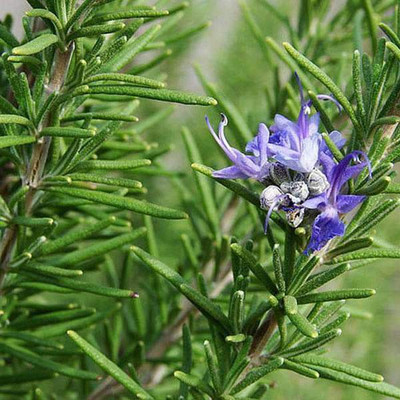 VibeX Rosemary Seed(1 per packet)