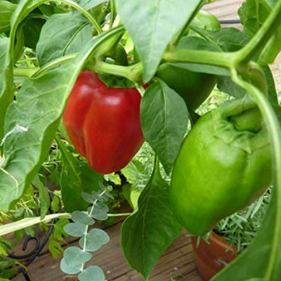USTAR (IND 53) HYBRID F1 CAPSICUM SEED Seed(200 per packet)