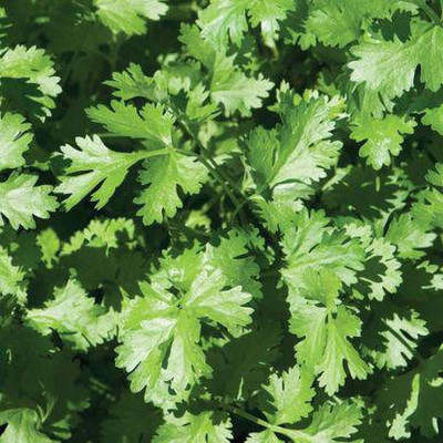 TAMRANSH CORIANDER SEED(150 SEEDS) Seed(150 per packet)