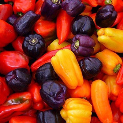USTAR (IND 64) HYBRID F1 CAPSICUM MIX SEED Seed(200 per packet)