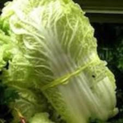 sporos CHINES CABBAGE Seed(25 per packet)