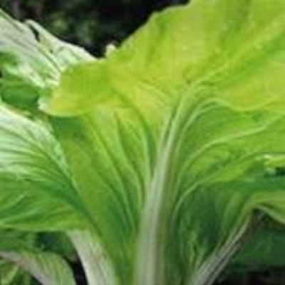 sporos CHINES CABBAGE Seed(25 per packet)
