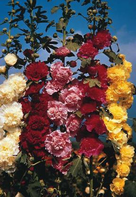 xcentax carnation, Rose Seed(15 per packet)