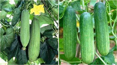 R-DRoz Combo of Cucumber (Khira) & Sponge Gourd (Tori) F1 Hybrid Seed(2 per packet)