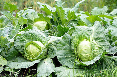 Corofitam Cauliflower Seed(30 per packet)