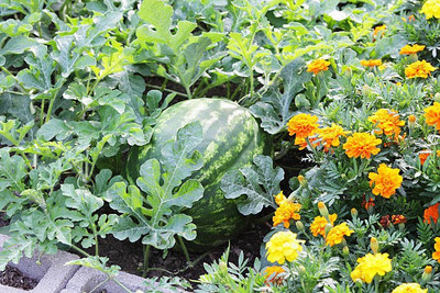 Corofitam Watermelon Seed(35 per packet)