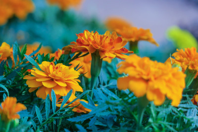 Jasoos Marigold Hybrid seed Seed(40 per packet)