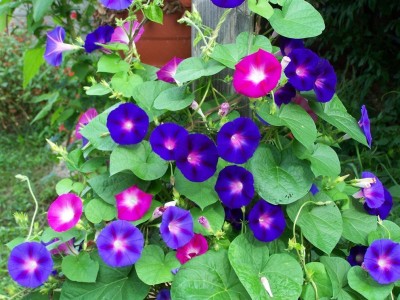 DRoz Ipomea (Morning Glory) Mixed Color Flowers Super Quality Flowers Seeds - Pack of 30 Seeds Seed(12 per packet)