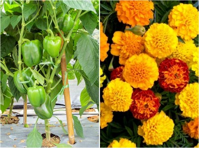 R-DRoz Combo of Marigold Mix Flowers & Capsicum Green F1 Hybrid Seed(2 per packet)