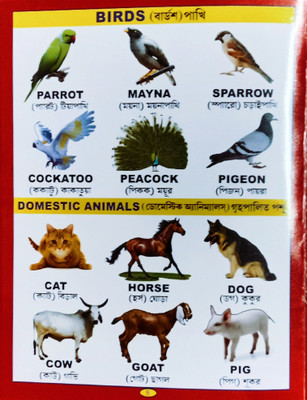 Birds Recognition English To Bengali Language Children's Word Book(Paperback, Editorial Team)