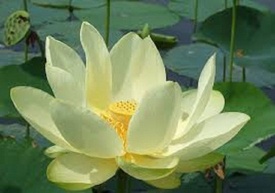 V Seed Lotus Yellow Seed(10 per packet)