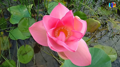 Sjeme Kamal Ka Phool Ke Beej Lotus Seed Seed(8 per packet)