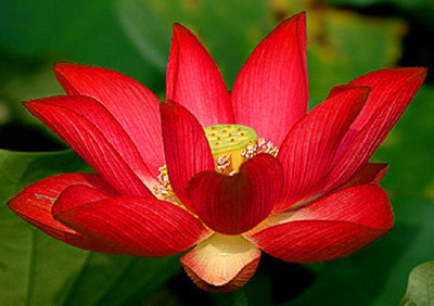 Sjeme Red Lotus For Flowering Seed Seed(40 per packet)