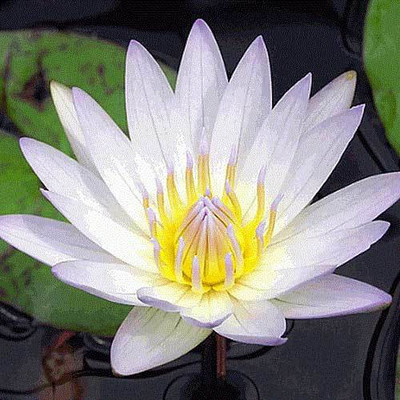 Sjeme Nelumbo Lutea Lotus Seed Seed(12 per packet)