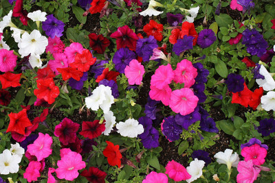 Jasoos Petunia seeds Seed(40 per packet)