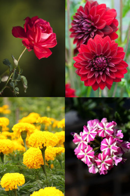 Jasoos combo pack Petunia Rose Marigold Dahlia seeds Seed(30 per packet)