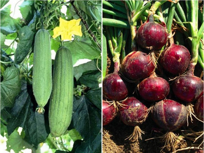 SimXotic Sponge Gourd & Nasik Red Onion Seed(2 per packet)