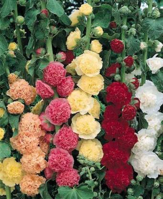 Seedshub Hollyhock Flower seeds Seed(40 per packet)