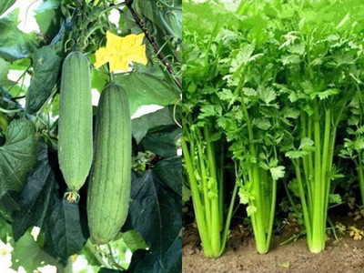 SimXotic Sponge Gourd & Coriander Seed(2 per packet)