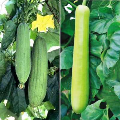 R-DRoz Combo of Bottle Gourd/Loki & Sponge Gourd/Tori Vegetables F1 Hybrid Seed(15 per packet)