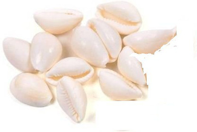 Modi Household Modi Divine Elegant Energized & Natural Lakshmi Cowrie/Gavvalu/Kaudi/Shozhi/Shell/Sacred Shankh (Grey) - Medium Size – 11 Pieces for Maa Lakshmi Puja Stoneware Yantra(Pack of 11)