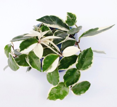 HERBALISM Hoya Wax Variegated Plant(Pack of 1)