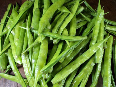 XOLDA Cluster Beans Seed(106 per packet)