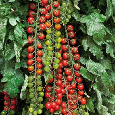 Paudha Cherry Tomato Seed(37 per packet)