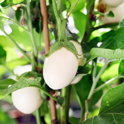 XOLDA Brinjal Green Seed(26 per packet)