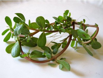 Paudha Kulfa/Purslane Seed(52 per packet)
