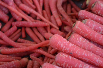 XOLDA Red Carrot Seed(76 per packet)