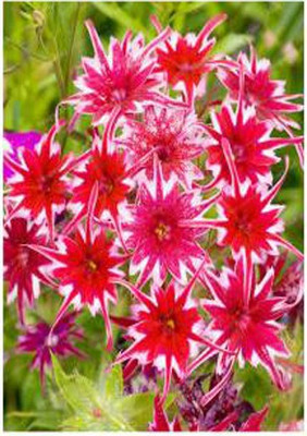 xcentax Phlox Star, Balsam Seed(16 per packet)
