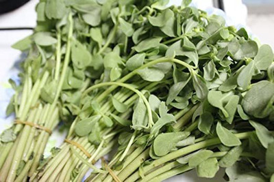 XOLDA Kulfa/Purslane Seed(26 per packet)