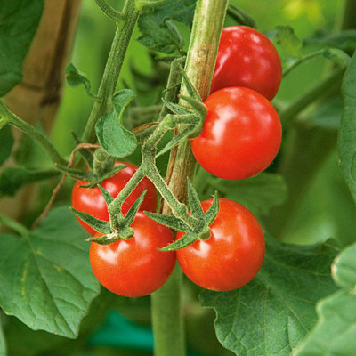 ME Traders Cherry Tomato Seed(36 per packet)